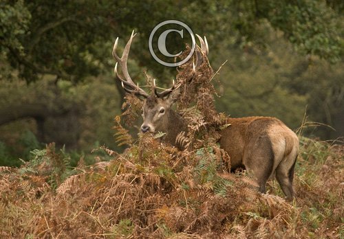 Red  Deer Stag 5 DM0126